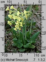 Primula elatior (pierwiosnek wyniosły)