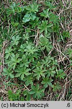 Geranium sylvaticum (bodziszek leśny)