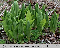 Veratrum lobelianum (ciemiężyca zielona)