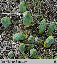 Veratrum lobelianum (ciemiężyca zielona)