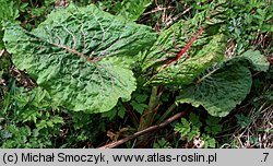 Rumex alpinus (szczaw alpejski)