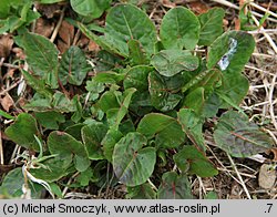 Rumex alpestris (szczaw górski)