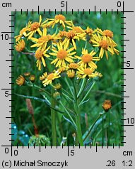 Senecio rivularis (starzec kędzierzawy)