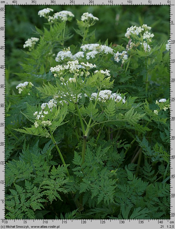 Myrrhis odorata (marchewnik anyżowy)