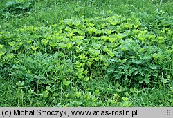 Peucedanum ostruthium (gorysz miarz)