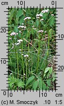 Valeriana dioica (kozłek dwupienny)