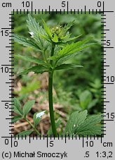 Valeriana excelsa ssp. sambucifolia (kozłek bzowy)