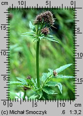 Valeriana excelsa ssp. sambucifolia (kozłek bzowy)