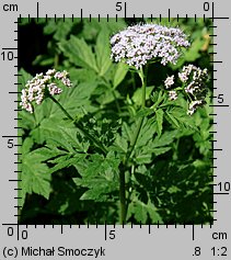 Chaerophyllum hirsutum (świerząbek orzęsiony)