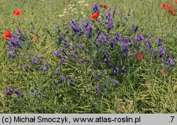 Vicia villosa (wyka kosmata)