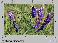 Vicia villosa (wyka kosmata)