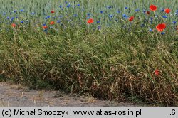 Bromus carinatus (stokłosa spłaszczona)