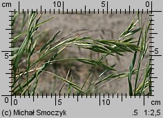 Bromus carinatus (stokłosa spłaszczona)