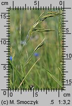 Bromus carinatus (stokłosa spłaszczona)