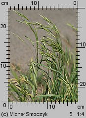 Bromus carinatus (stokłosa spłaszczona)