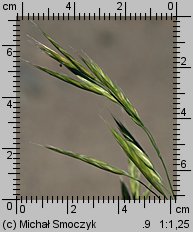 Bromus carinatus (stokłosa spłaszczona)