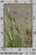 Bromus carinatus (stokłosa spłaszczona)