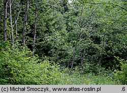 Alnus incana (olsza szara)