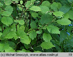 Alnus incana (olsza szara)