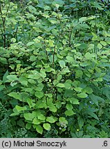 Alnus incana (olsza szara)