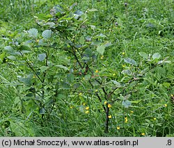 Alnus incana (olsza szara)