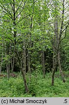 Alnus incana (olsza szara)