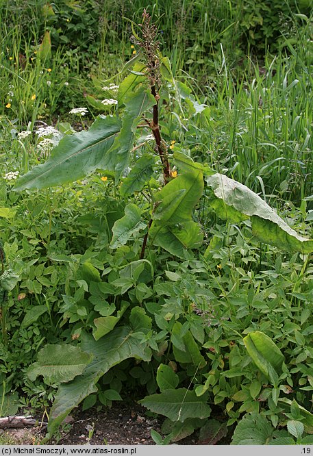 Rumex aquaticus (szczaw wodny)