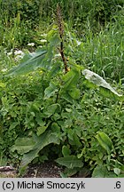 Rumex aquaticus (szczaw wodny)