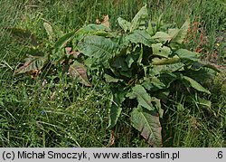 Rumex aquaticus (szczaw wodny)