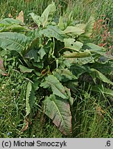 Rumex aquaticus (szczaw wodny)