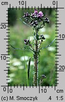 Cirsium palustre (ostrożeń błotny)