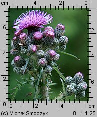 Cirsium palustre (ostrożeń błotny)