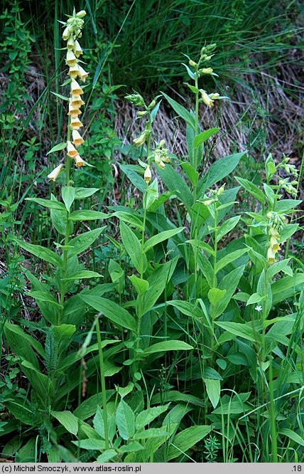 Digitalis grandiflora (naparstnica zwyczajna)