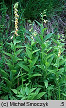 Digitalis grandiflora (naparstnica zwyczajna)