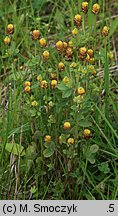 Trifolium spadiceum (koniczyna kasztanowata)