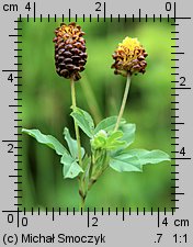 Trifolium spadiceum (koniczyna kasztanowata)