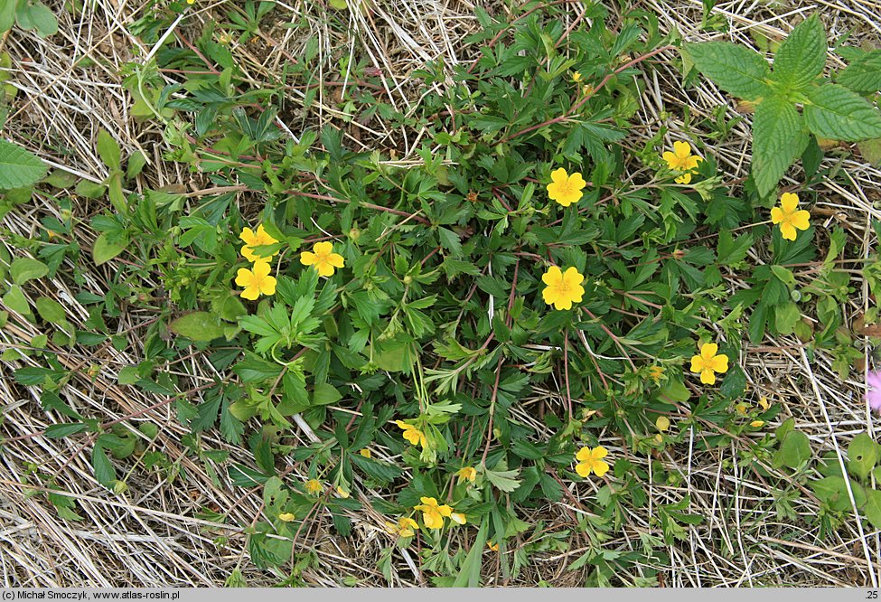 Potentilla ×suberecta