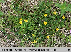 Potentilla ×suberecta