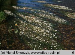 Ranunculus fluitans (jaskier rzeczny)