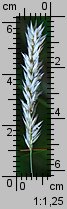Melica ciliata (perłówka orzęsiona)