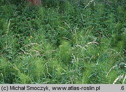 Equisetum telmateia (skrzyp olbrzymi)