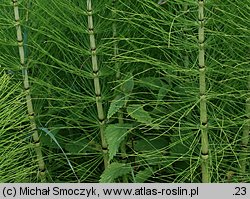 Equisetum telmateia (skrzyp olbrzymi)