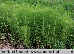 Equisetum telmateia (skrzyp olbrzymi)