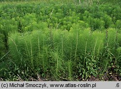 Equisetum telmateia (skrzyp olbrzymi)