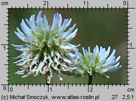 Trifolium montanum (koniczyna pagórkowa)