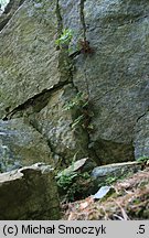 Asplenium cuneifolium (zanokcica klinowata)