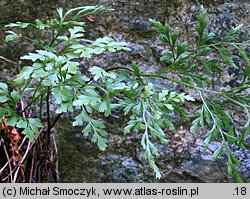 Asplenium cuneifolium (zanokcica klinowata)