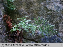 Asplenium cuneifolium (zanokcica klinowata)