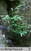 Asplenium cuneifolium (zanokcica klinowata)