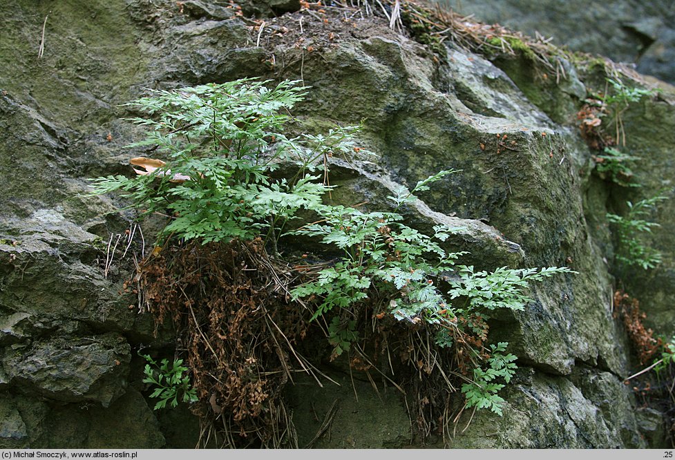 Asplenium cuneifolium (zanokcica klinowata)